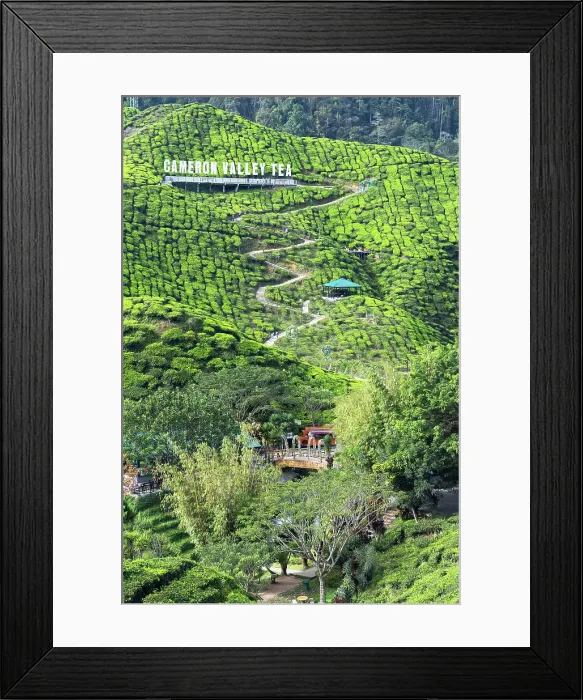 Framed Print : Cameron Valley tea plantation, Cameron Highlands, Pahang, Malaysia Framed Print : Cameron Valley tea plantation, Cameron Highlands, Pahang, Malaysia