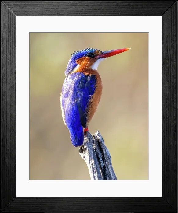 Framed Print : European kingfisher, on perch, Zimanga Private Game Reserve, Natal, South Africa Framed Print : European kingfisher, on perch, Zimanga Private Game Reserve, Natal, South Africa