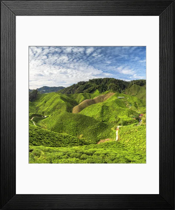 Framed Print : Cameron Valley tea plantation, Cameron Highlands, Pahang, Malaysia Framed Print : Cameron Valley tea plantation, Cameron Highlands, Pahang, Malaysia