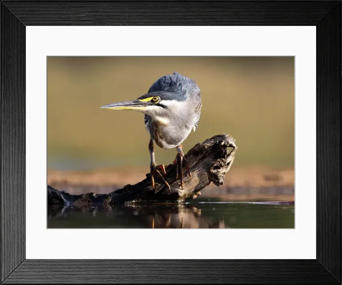 Framed Print : Green-backed heron on perch, looking for fish, Zimanga Private Game Reserve, Natal, South Africa Framed Print : Green-backed heron on perch, looking for fish, Zimanga Private Game Reserve, Natal, South Africa