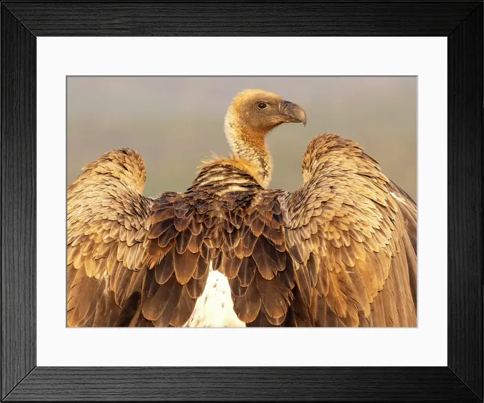 Framed Print : African white backed vulture, Zimanga Private Game Reserve, Natal, South Africa Framed Print : African white backed vulture, Zimanga Private Game Reserve, Natal, South Africa