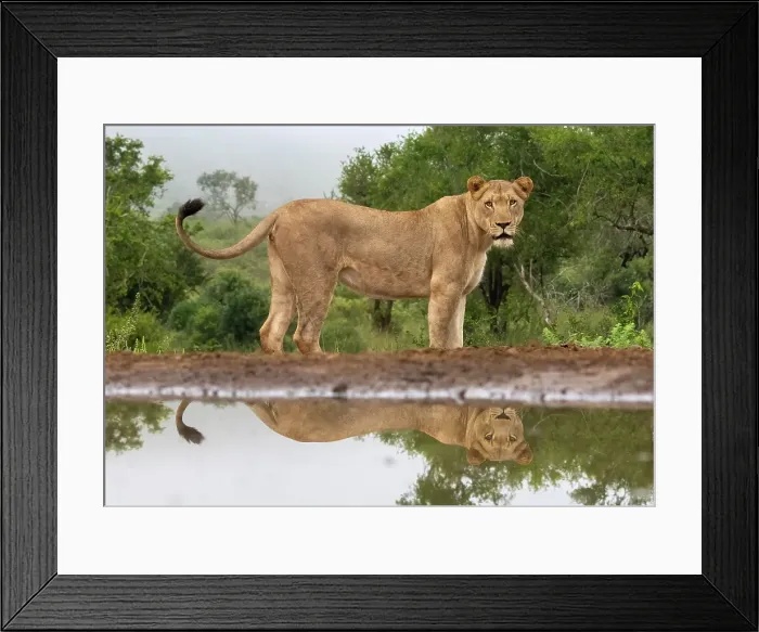 Framed Print : Lioness with reflection in water, Zimanga Private Game Reserve, Natal, South Africa Framed Print : Lioness with reflection in water, Zimanga Private Game Reserve, Natal, South Africa
