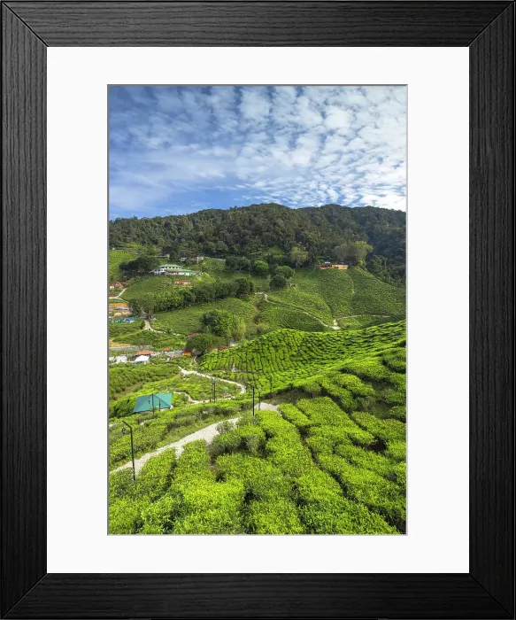 Framed Print : Cameron Valley tea plantation, Cameron Highlands, Pahang, Malaysia