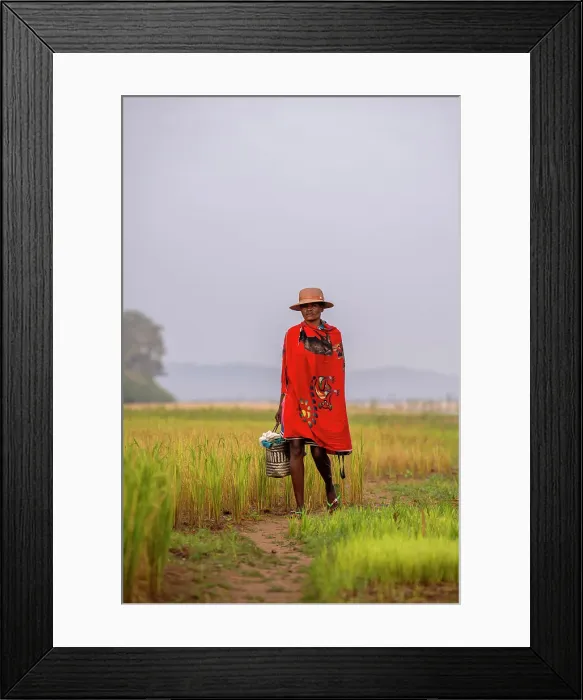 Framed Print : Woman walking through rice field. Madagascar, Africa. Manambolo Framed Print : Woman walking through rice field. Madagascar, Africa. Manambolo