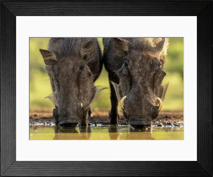 Framed Print : Two Warthogs drinking from a watering hole, Zimanga Private Game Reserve, Natal, South Africa Framed Print : Two Warthogs drinking from a watering hole, Zimanga Private Game Reserve, Natal, South Africa