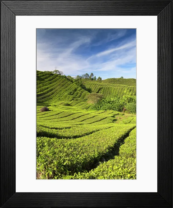 Framed Print : BOH Sungai Palas tea plantation, Cameron Highlands, Pahang, Malaysia Framed Print : BOH Sungai Palas tea plantation, Cameron Highlands, Pahang, Malaysia