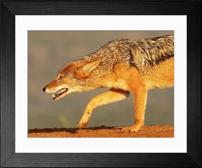 Framed Print : Black-backed jackal, Zimanga Private Game Reserve, Natal, South Africa Framed Print : Black-backed jackal, Zimanga Private Game Reserve, Natal, South Africa
