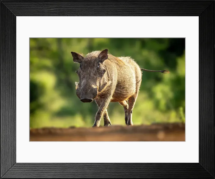 Framed Print : Warthog, Zimanga Private Game Reserve, Natal, South Africa Framed Print : Warthog, Zimanga Private Game Reserve, Natal, South Africa