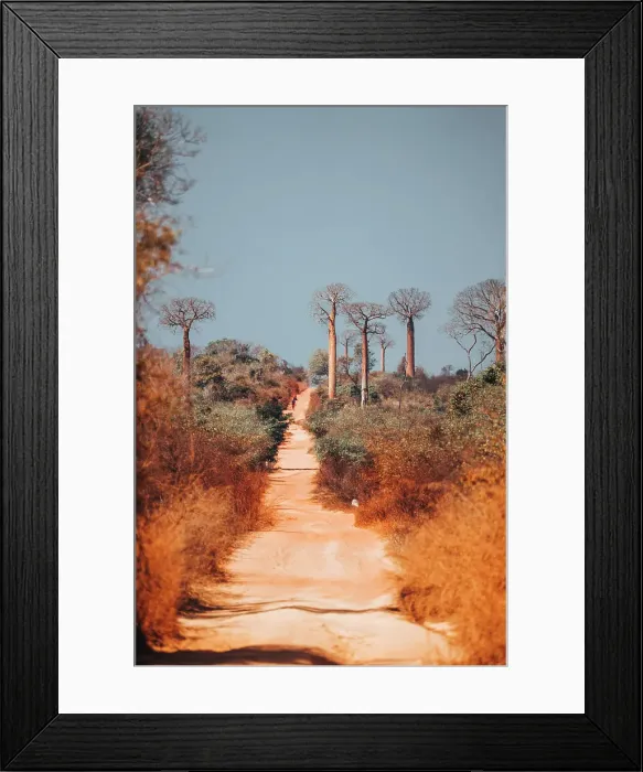 Framed Print : Path through Baobab trees, Madagascar, Africa Framed Print : Path through Baobab trees, Madagascar, Africa