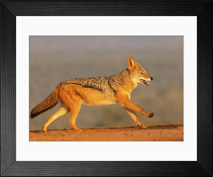 Framed Print : Black-backed jackal, Zimanga Private Game Reserve, Natal, South Africa Framed Print : Black-backed jackal, Zimanga Private Game Reserve, Natal, South Africa