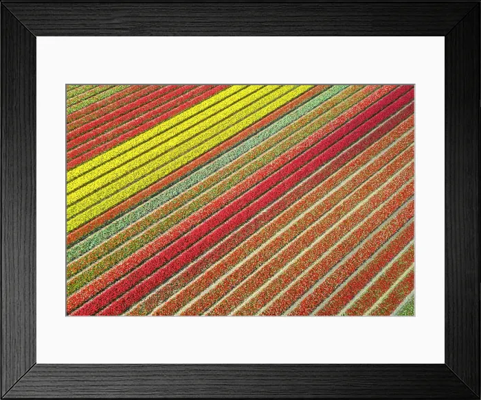 Framed Print : Aerial view of tulips stripes of various colors in spring. De Zilk, Noordwijk, Zuid-Holland district, Nederland Framed Print : Aerial view of tulips stripes of various colors in spring. De Zilk, Noordwijk, Zuid-Holland district, Nederland