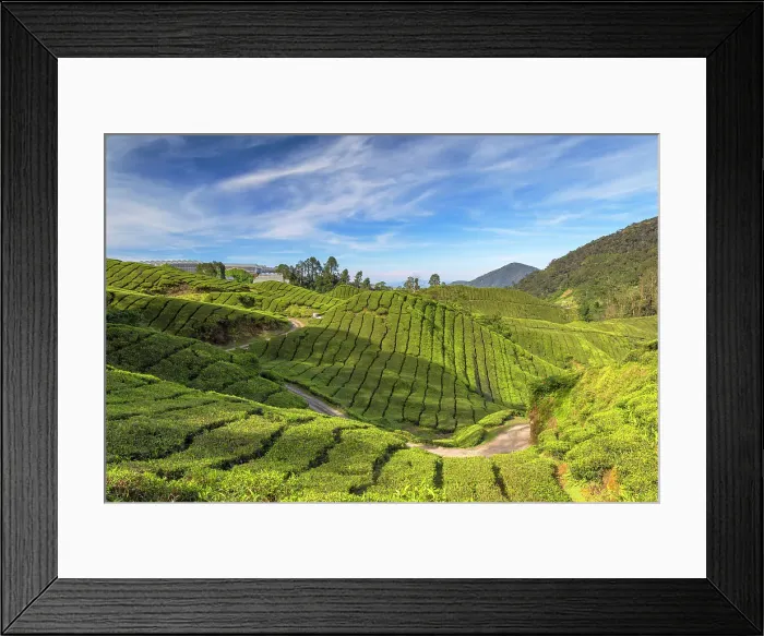 Framed Print : BOH Sungai Palas tea plantation, Cameron Highlands, Pahang, Malaysia Framed Print : BOH Sungai Palas tea plantation, Cameron Highlands, Pahang, Malaysia
