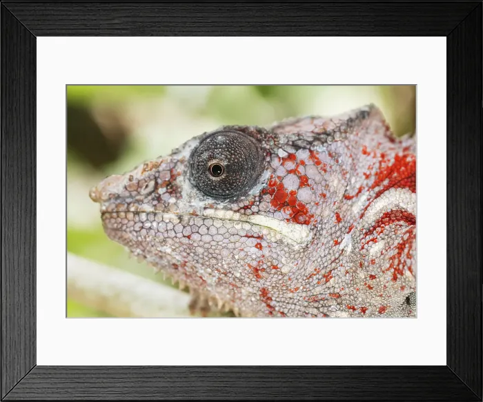 Framed Print : Close-up of a chameleon. Madagascar, Africa Framed Print : Close-up of a chameleon. Madagascar, Africa