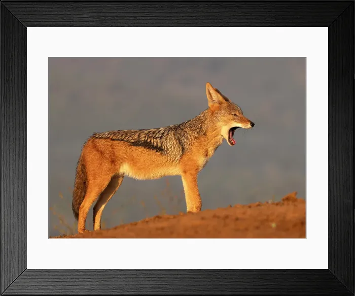 Framed Print : Black-backed jackal yawning, Zimanga Private Game Reserve, Natal, South Africa Framed Print : Black-backed jackal yawning, Zimanga Private Game Reserve, Natal, South Africa