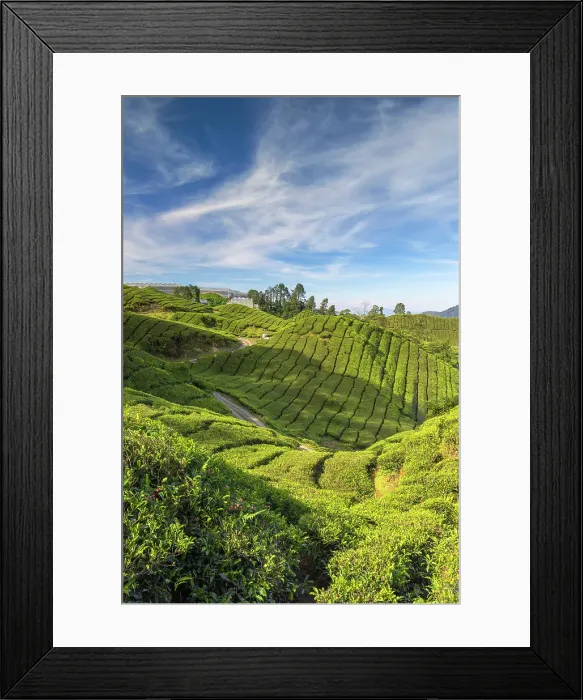 Framed Print : BOH Sungai Palas tea plantation, Cameron Highlands, Pahang, Malaysia Framed Print : BOH Sungai Palas tea plantation, Cameron Highlands, Pahang, Malaysia