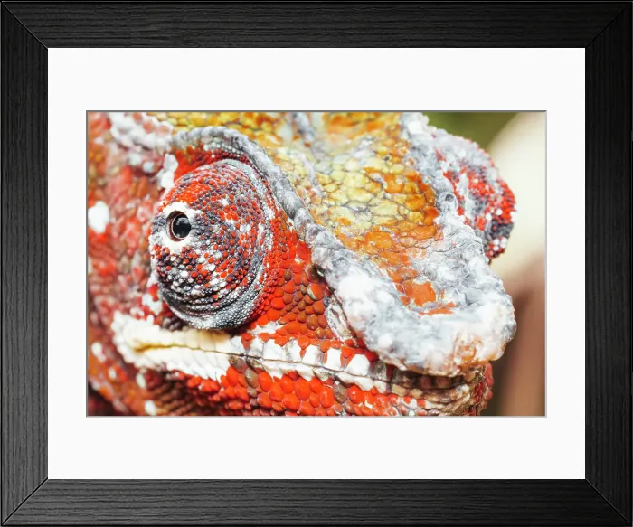 Framed Print : Close-up of a chameleon's head. Madagascar, Africa Framed Print : Close-up of a chameleon's head. Madagascar, Africa