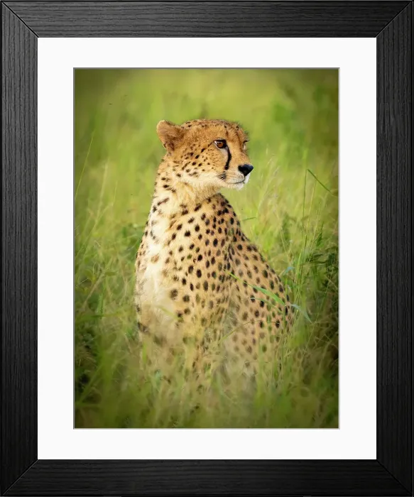 Framed Print : Cheetah in grass, Zimanga Private Game Reserve, Natal, South Africa