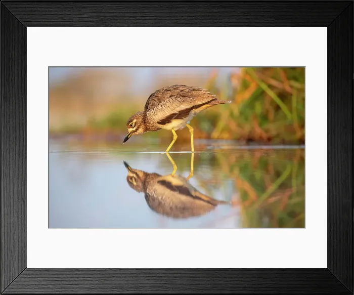 Framed Print : Water thick knee, Zimanga Private Game Reserve, Natal, South Africa Framed Print : Water thick knee, Zimanga Private Game Reserve, Natal, South Africa