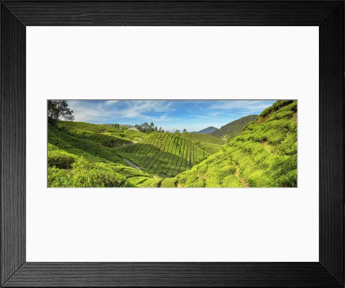 Framed Print : BOH Sungai Palas tea plantation, Cameron Highlands, Pahang, Malaysia