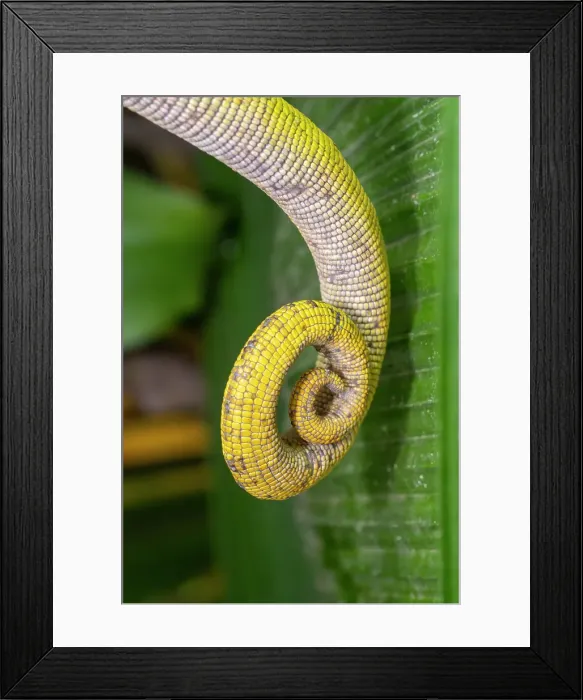 Framed Print : Close-up of a chameleon's tail. Madagascar, Africa Framed Print : Close-up of a chameleon's tail. Madagascar, Africa