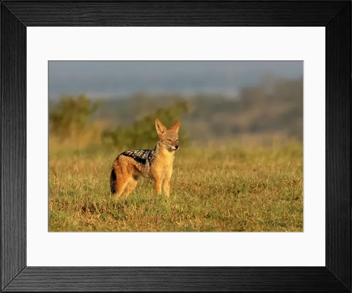 Framed Print : Black-backed jackal, Zimanga Private Game Reserve, Natal, South Africa Framed Print : Black-backed jackal, Zimanga Private Game Reserve, Natal, South Africa