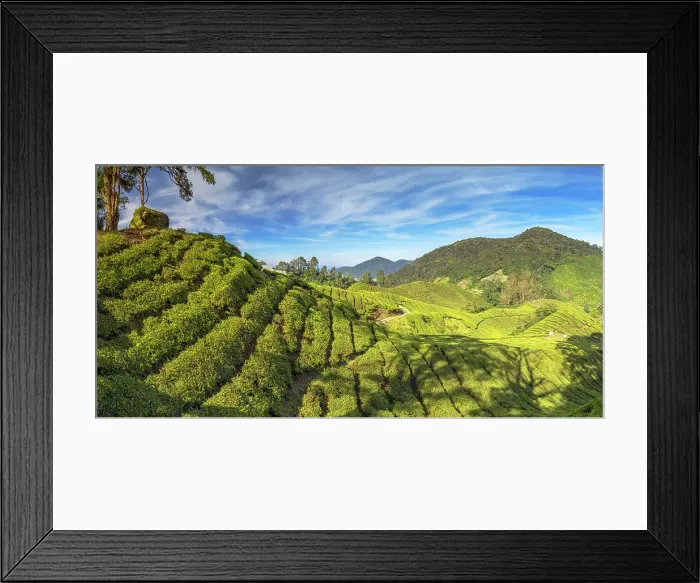 Framed Print : BOH Sungai Palas tea plantation, Cameron Highlands, Pahang, Malaysia Framed Print : BOH Sungai Palas tea plantation, Cameron Highlands, Pahang, Malaysia