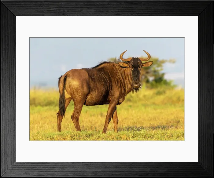 Framed Print : Wildebeest, Zimanga Private Game Reserve, Natal, South Africa