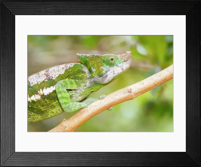 Framed Print : Chameleon on branch, Madagascar, Africa Framed Print : Chameleon on branch, Madagascar, Africa