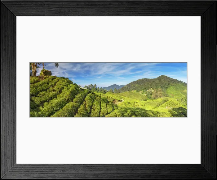 Framed Print : BOH Sungai Palas tea plantation, Cameron Highlands, Pahang, Malaysia Framed Print : BOH Sungai Palas tea plantation, Cameron Highlands, Pahang, Malaysia