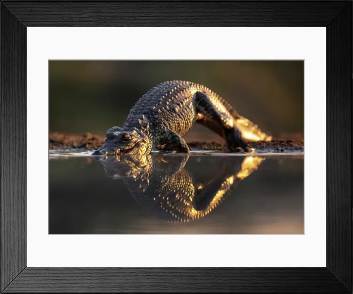 Framed Print : African dwarf crocodile walking into water, Zimanga Private Game Reserve, Natal, South Africa Framed Print : African dwarf crocodile walking into water, Zimanga Private Game Reserve, Natal, South Africa
