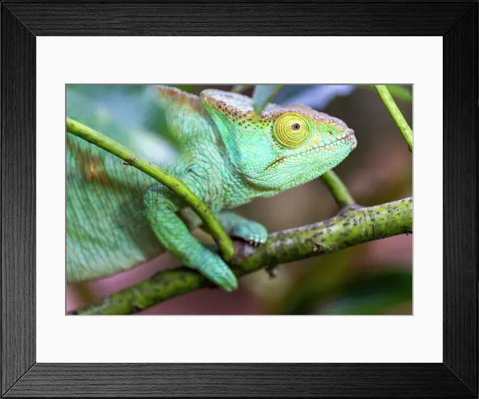 Framed Print : Chameleon on branch, camouflaged. Madagascar, Africa Framed Print : Chameleon on branch, camouflaged. Madagascar, Africa