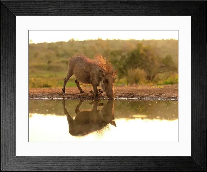 Framed Print : Warthog drinking from a watering hole, Zimanga Private Game Reserve, Natal, South Africa Framed Print : Warthog drinking from a watering hole, Zimanga Private Game Reserve, Natal, South Africa