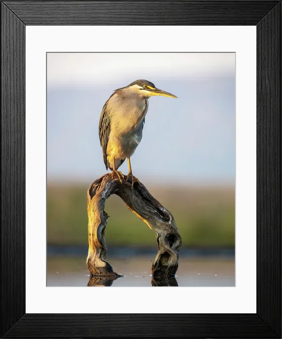 Framed Print : Green-backed heron on perch, Zimanga Private Game Reserve, Natal, South Africa Framed Print : Green-backed heron on perch, Zimanga Private Game Reserve, Natal, South Africa