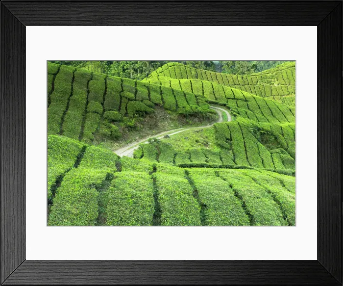 Framed Print : BOH Sungai Palas tea plantation, Cameron Highlands, Pahang, Malaysia