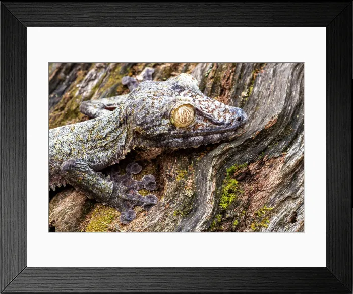 Framed Print : Gecko camouflaged on a log. Madagascar, Africa Framed Print : Gecko camouflaged on a log. Madagascar, Africa