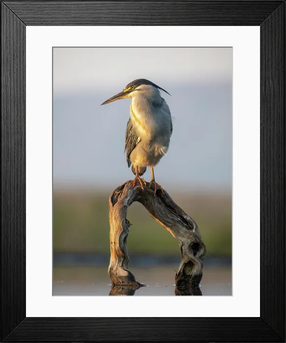 Framed Print : Green-backed heron on perch, Zimanga Private Game Reserve, Natal, South Africa Framed Print : Green-backed heron on perch, Zimanga Private Game Reserve, Natal, South Africa