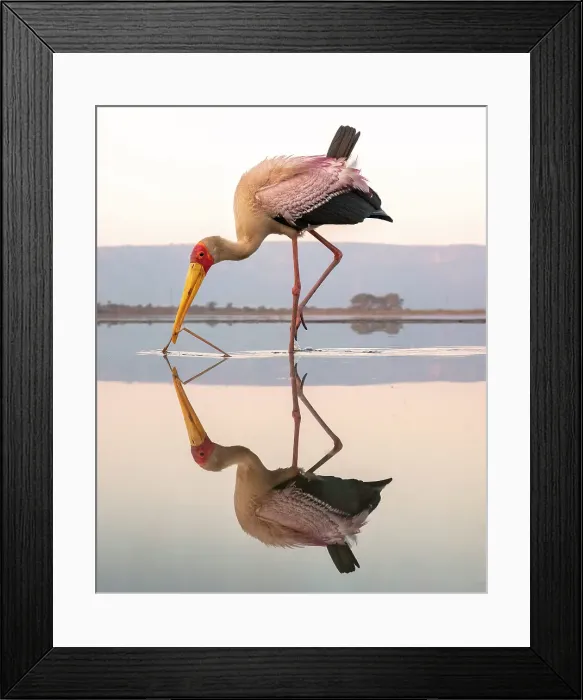 Framed Print : Yellow billed stork and its reflection in a lagoon Zimanga Private Game Reserve, Natal, South Africa Framed Print : Yellow billed stork and its reflection in a lagoon Zimanga Private Game Reserve, Natal, South Africa