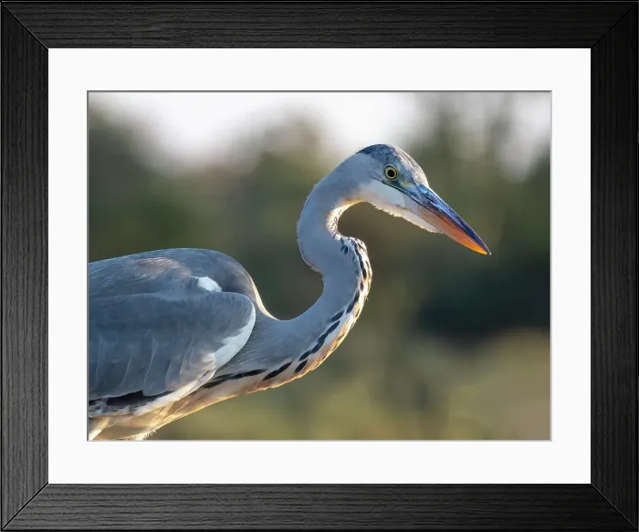 Framed Print : Grey heron, Zimanga Private Game Reserve, Natal, South Africa Framed Print : Grey heron, Zimanga Private Game Reserve, Natal, South Africa