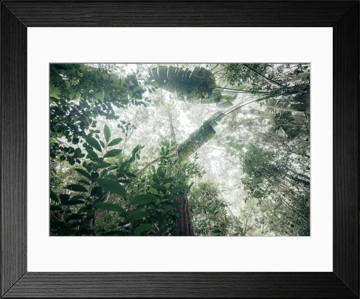 Framed Print : Dense jungle canopy, looking up. Madagascar, Africa. Andasibe, Analamazaotra Framed Print : Dense jungle canopy, looking up. Madagascar, Africa. Andasibe, Analamazaotra