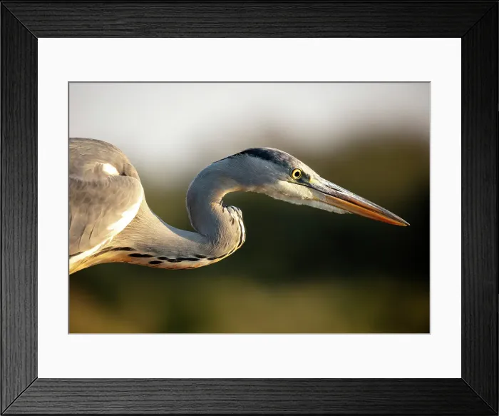 Framed Print : Grey heron, Zimanga Private Game Reserve, Natal, South Africa Framed Print : Grey heron, Zimanga Private Game Reserve, Natal, South Africa