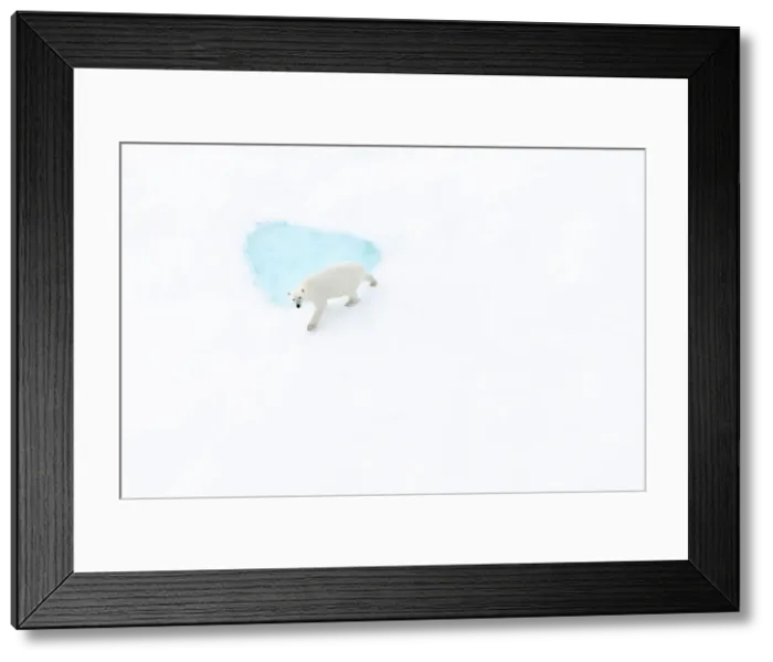 Framed Print : Polar bear (ursus maritimus), in eastern Greenland Framed Print : Polar bear (ursus maritimus), in eastern Greenland