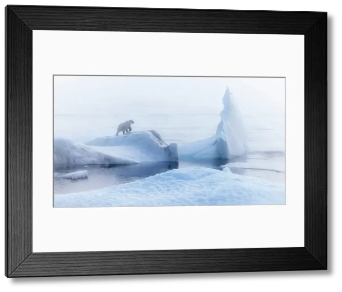 Framed Print : Polar bear (ursus maritimus), in eastern Greenland Framed Print : Polar bear (ursus maritimus), in eastern Greenland