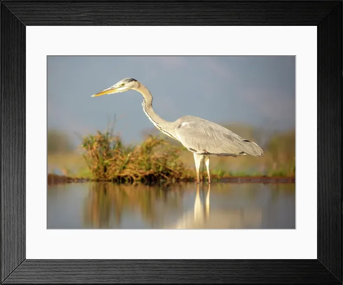 Framed Print : Grey heron, Zimanga Private Game Reserve, Natal, South Africa Framed Print : Grey heron, Zimanga Private Game Reserve, Natal, South Africa