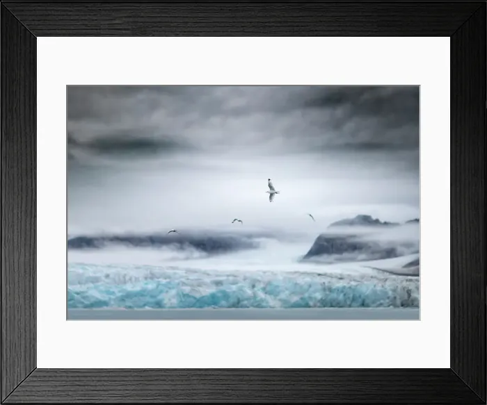 Framed Print : black-legged kittiwake, Rissa tridactyla, in Northern Spitsbergen, Svalbard, Norway