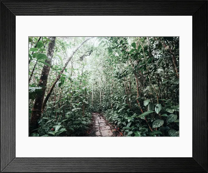 Framed Print : Nature trail through lush forest. Madagascar, Africa. Andasibe, Analamazaotra Framed Print : Nature trail through lush forest. Madagascar, Africa. Andasibe, Analamazaotra