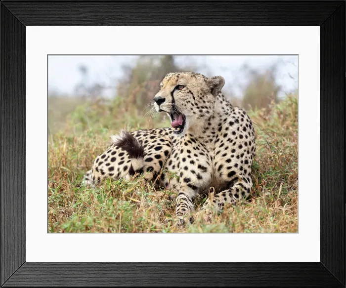 Framed Print : Cheetah yawning, Zimanga Private Game Reserve, Natal, South Africa Framed Print : Cheetah yawning, Zimanga Private Game Reserve, Natal, South Africa
