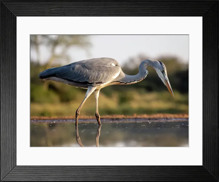 Framed Print : Grey heron, Zimanga Private Game Reserve, Natal, South Africa Framed Print : Grey heron, Zimanga Private Game Reserve, Natal, South Africa