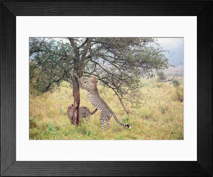 Framed Print : Cheetah clawing a tree trunk, Zimanga Private Game Reserve, Natal, South Africa Framed Print : Cheetah clawing a tree trunk, Zimanga Private Game Reserve, Natal, South Africa
