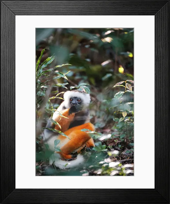 Framed Print : Diademed Sifaka Lemur in forest. Madagascar, Africa, Andasibe, Analamazaotra Framed Print : Diademed Sifaka Lemur in forest. Madagascar, Africa, Andasibe, Analamazaotra