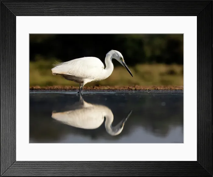 Framed Print : Egret and its reflection in a lagoon, Zimanga Private Game Reserve, Natal, South Africa